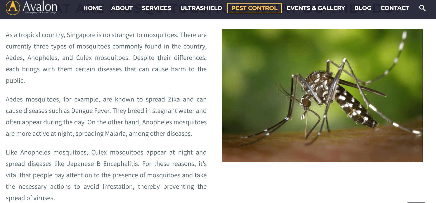 Mosquito Control in Singapore
